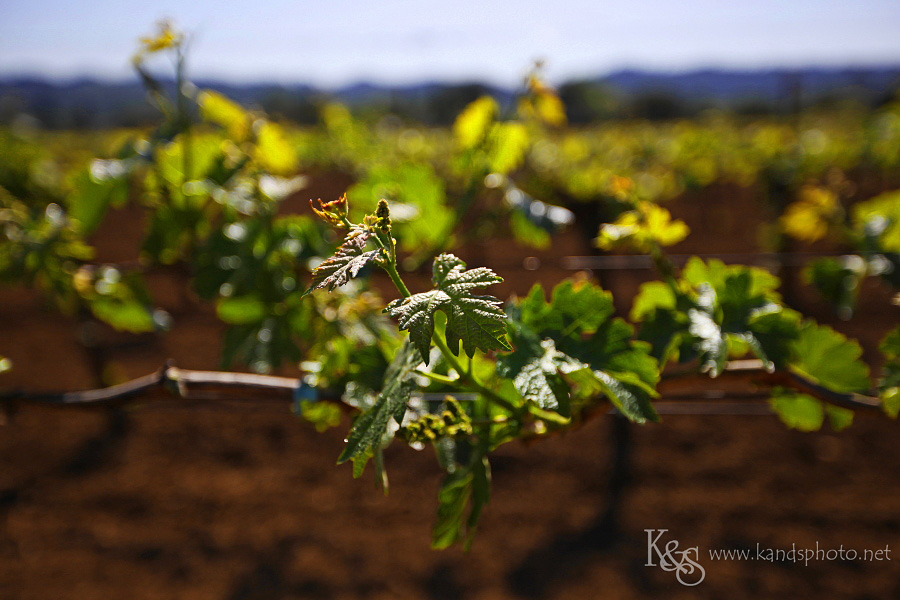Dallas Wedding Photographers - K & S Photography Wine Tasting in Napa Valley California | Napa Valley and Dallas Wedding Photographers